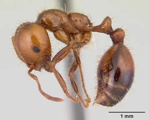 Solenopsis macdonaghi - CASENT0178143