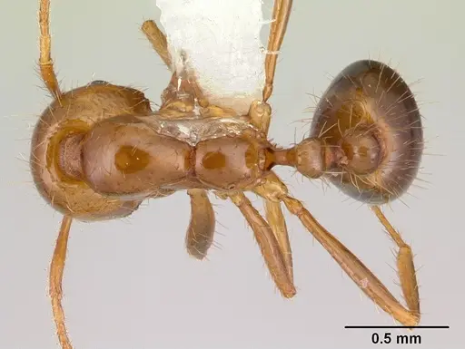 Solenopsis macdonaghi - CASENT0178144