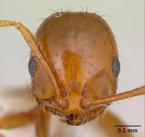 Solenopsis macdonaghi - CASENT0178144