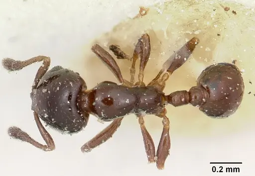 Solenopsis macrops specimen