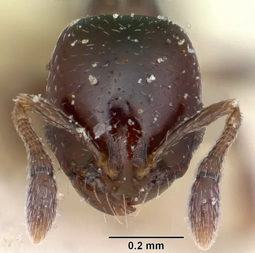Solenopsis macrops specimen