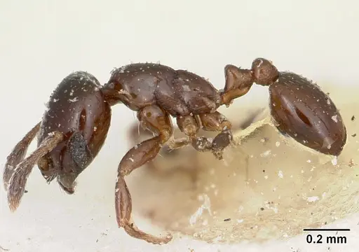Solenopsis macrops specimen