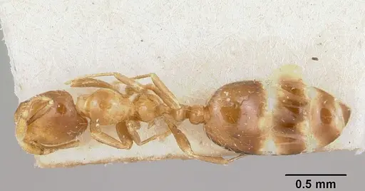 Solenopsis major specimen