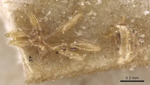 Solenopsis maligna specimen