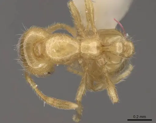 Solenopsis maligna - CASENT0923078