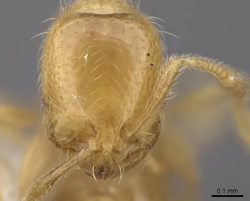 Solenopsis maligna - CASENT0923078