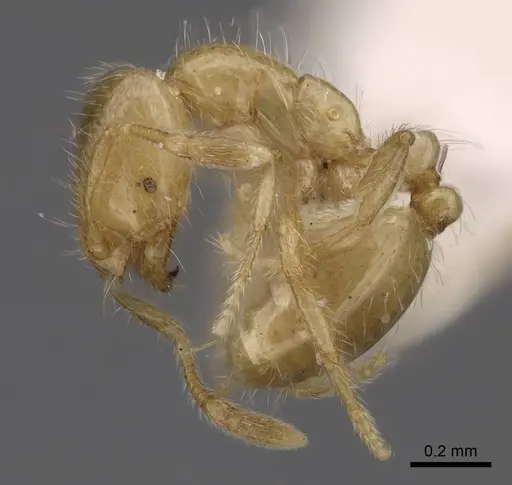 Solenopsis maligna - CASENT0923078