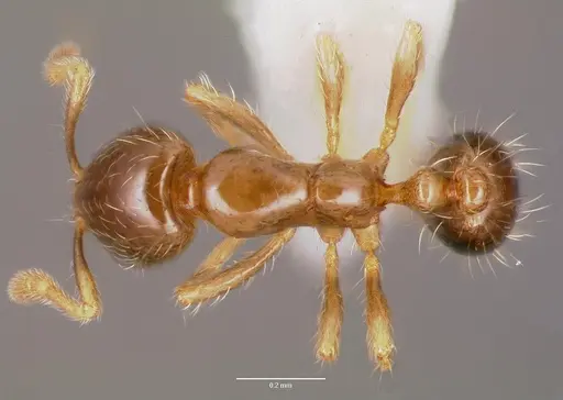 Solenopsis mameti specimen