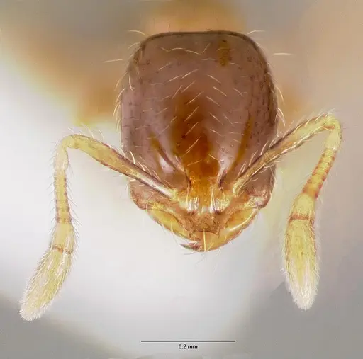 Solenopsis mameti specimen