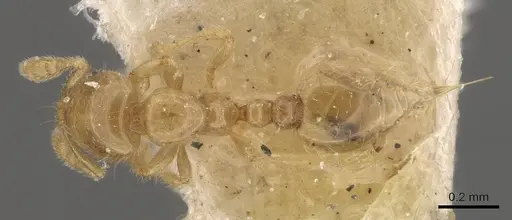 Solenopsis marxi specimen