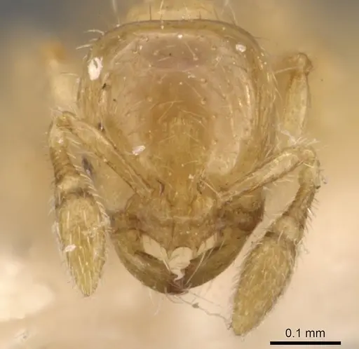 Solenopsis marxi specimen