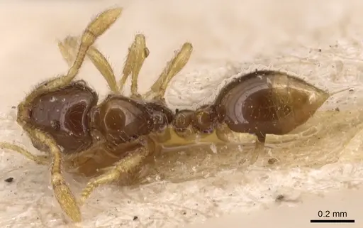 Solenopsis maxillosa specimen