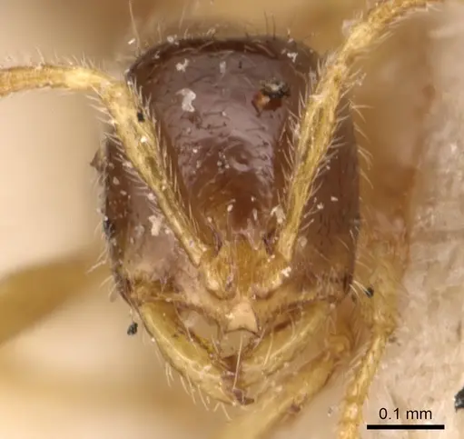 Solenopsis maxillosa specimen