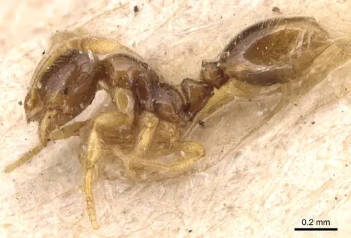 Solenopsis maxillosa specimen