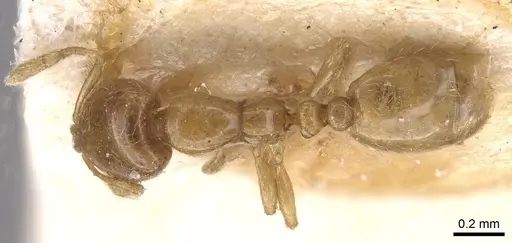 Solenopsis megera specimen