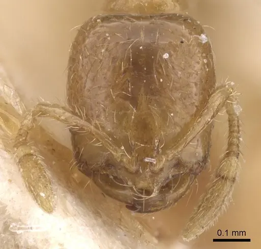 Solenopsis megera specimen