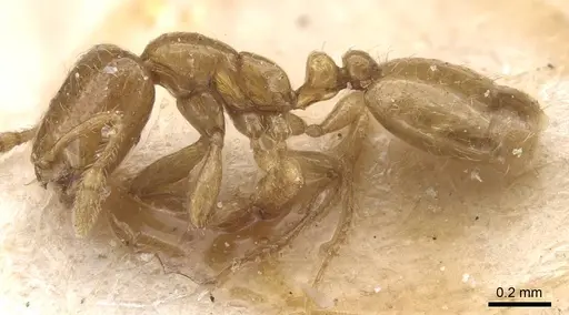 Solenopsis megera specimen