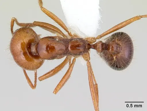 Solenopsis megergates specimen