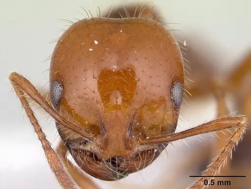 Solenopsis megergates specimen