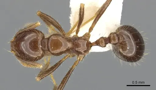 Solenopsis megergates - CASENT0902357