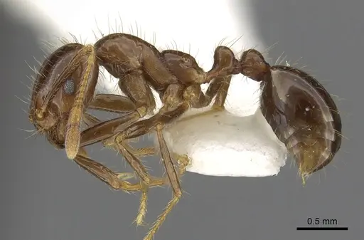 Solenopsis megergates - CASENT0902357