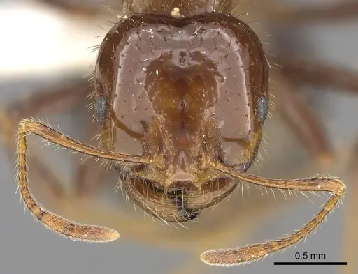Solenopsis megergates - CASENT0902358