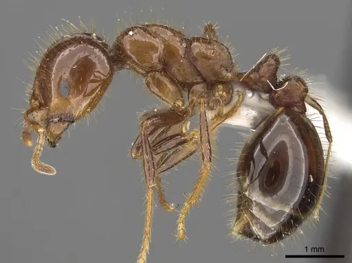 Solenopsis megergates - CASENT0902358