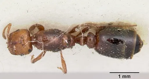 Solenopsis metanotalis specimen