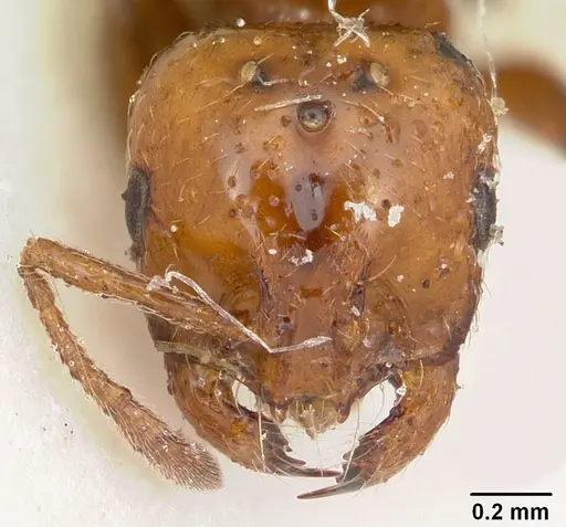 Solenopsis metanotalis specimen