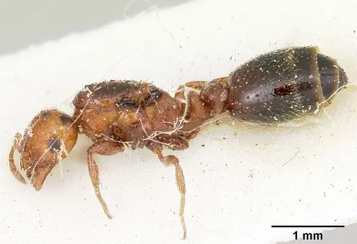Solenopsis metanotalis specimen