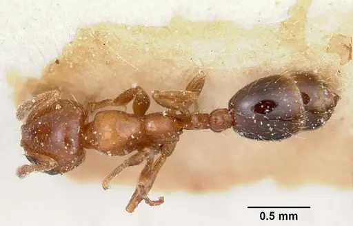 Solenopsis metanotalis - CASENT0103208