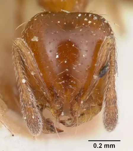 Solenopsis metanotalis - CASENT0103208