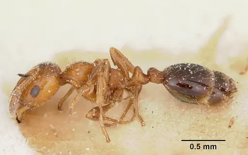 Solenopsis metanotalis - CASENT0103208