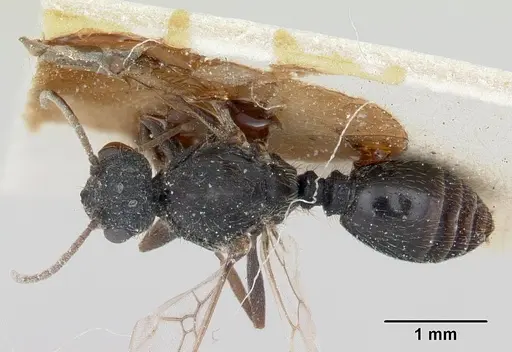 Solenopsis metanotalis - CASENT0103209