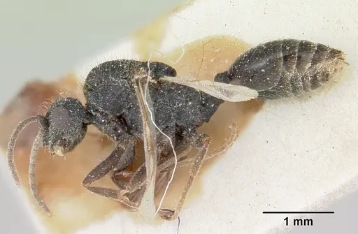 Solenopsis metanotalis - CASENT0103209