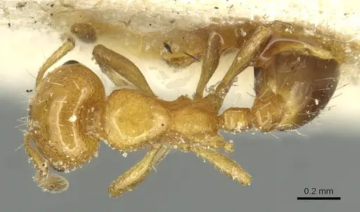Solenopsis metanotalis - CASENT0913934