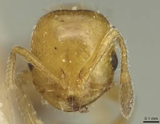 Solenopsis metanotalis - CASENT0913934