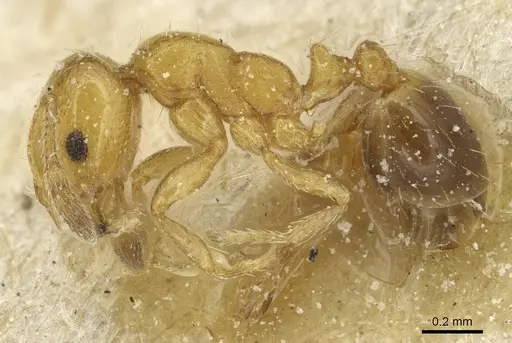 Solenopsis metanotalis - CASENT0913934