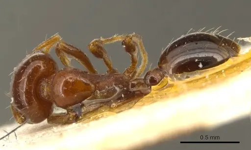 Solenopsis metanotalis - CASENT0916026