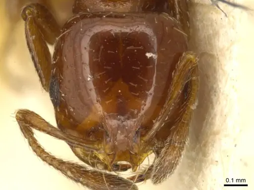 Solenopsis metanotalis - CASENT0916026