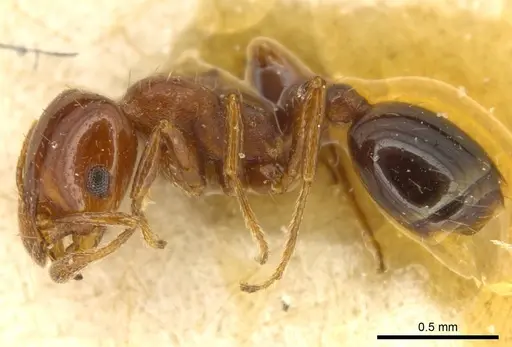 Solenopsis metanotalis - CASENT0916026