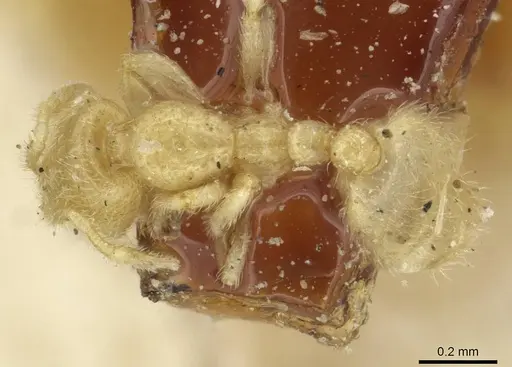 Solenopsis minutissima specimen