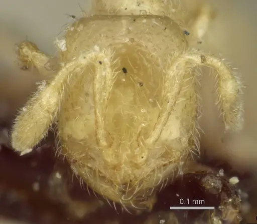 Solenopsis minutissima specimen