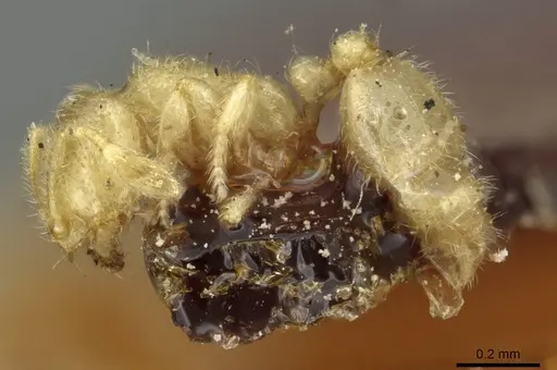 Solenopsis minutissima specimen