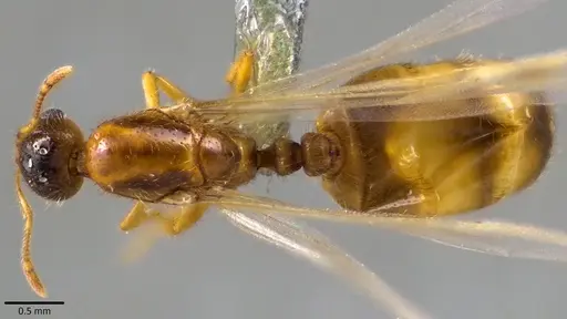 Solenopsis molesta specimen