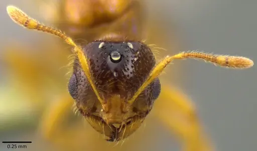 Solenopsis molesta specimen