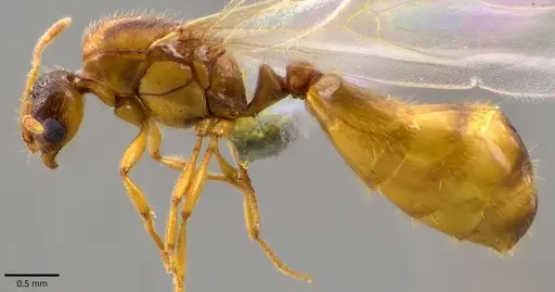 Solenopsis molesta specimen