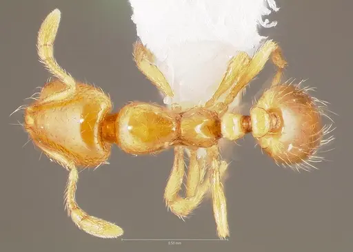Solenopsis molesta - CASENT0005805