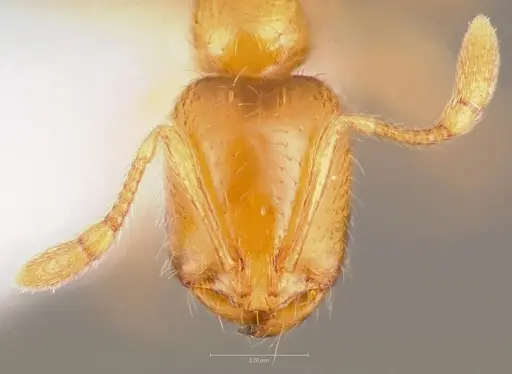 Solenopsis molesta - CASENT0005805