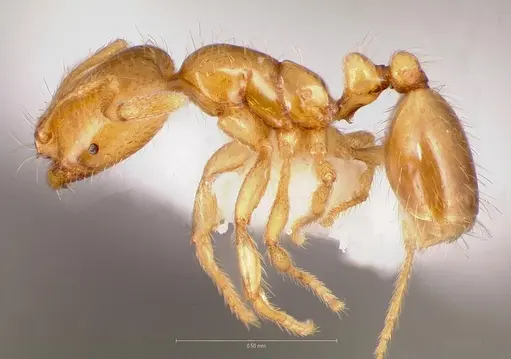 Solenopsis molesta - CASENT0005805
